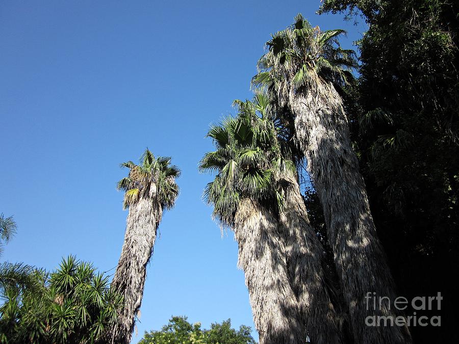 Palm trees in Torremolinos Photograph by Chani Demuijlder