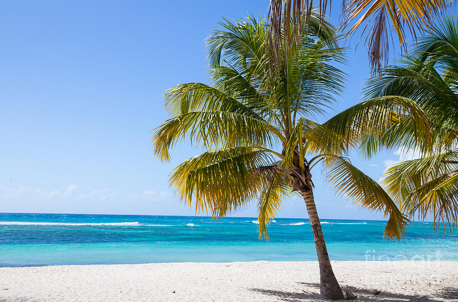 Palm trees on the beach of Isla Saona Photograph by WSF Photography ...