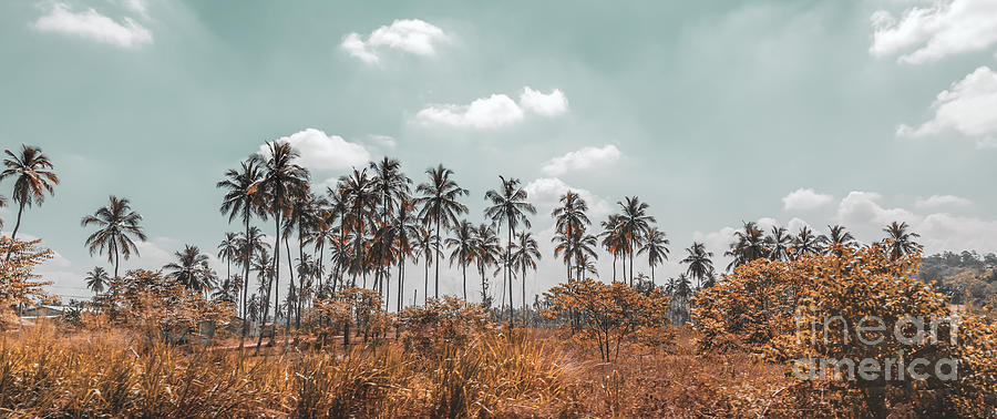 Palm trees plantation #1 Photograph by Anna Om
