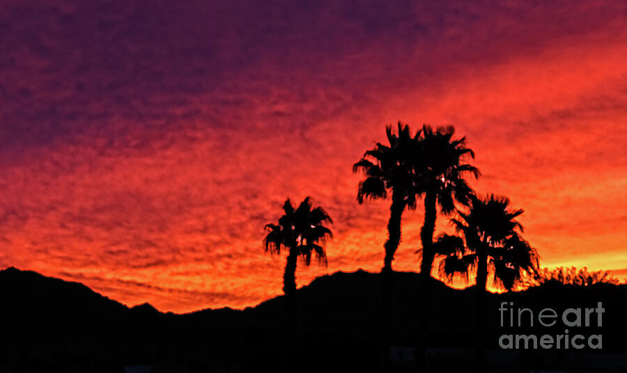Sunset Photograph - Palm Trees Silhouette #1 by Robert Bales