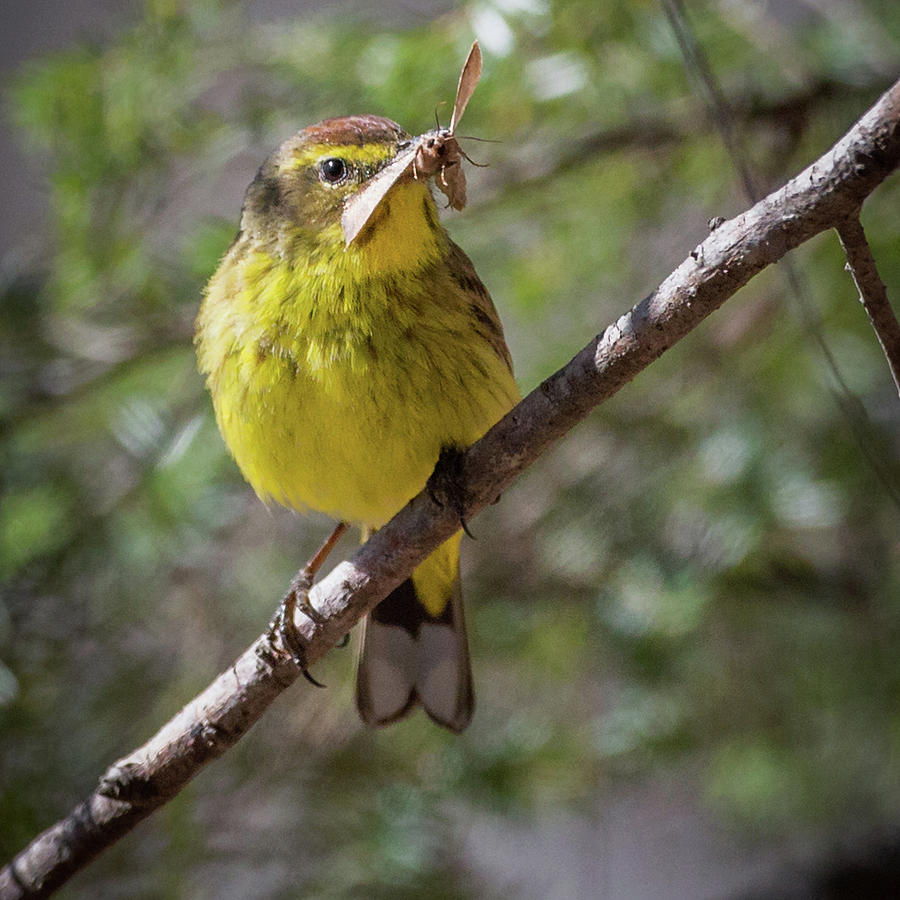 Palm Warbler #1 Photograph by Bill Wakeley