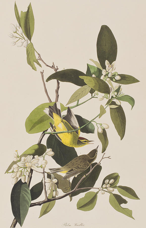 John James Audubon Painting - Palm Warbler by John James Audubon