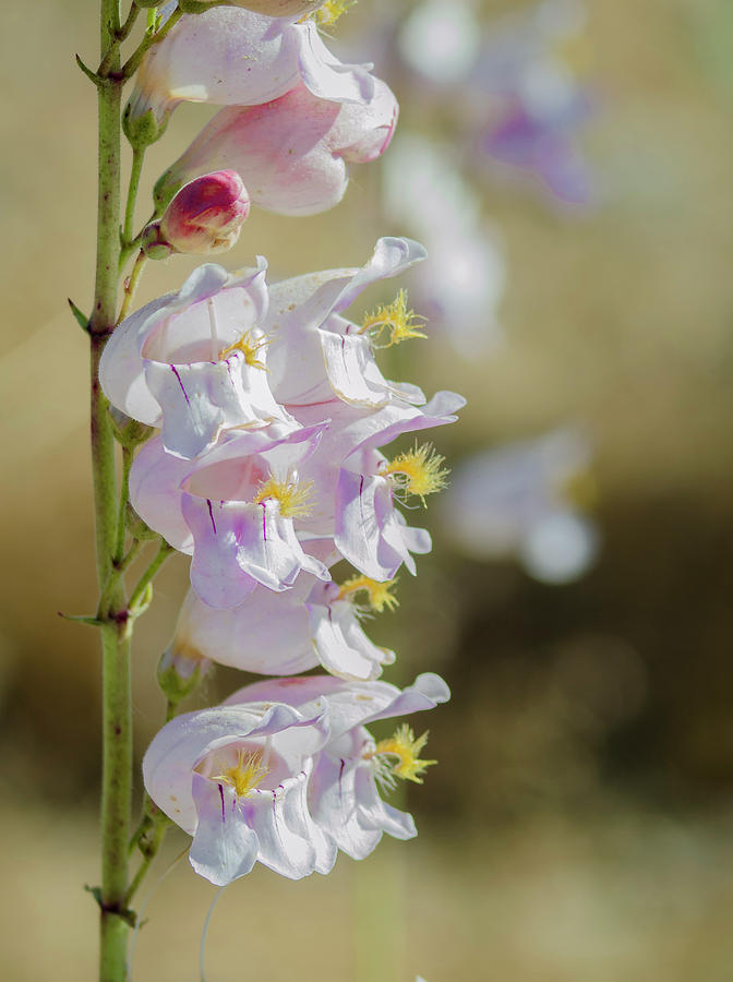 Palmers Penstemon #1 Photograph by Rick Mosher