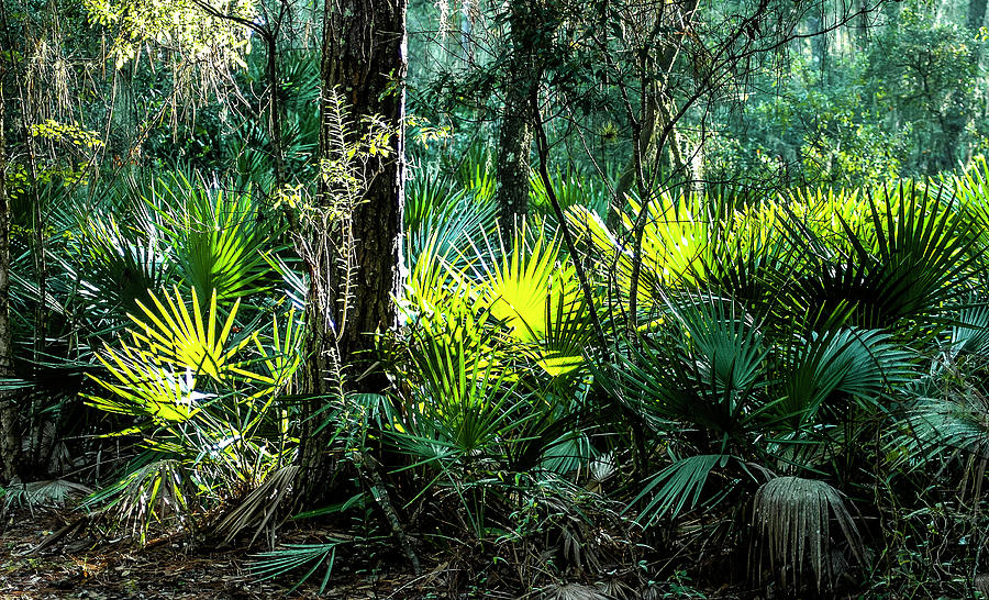 Palmetto And Pine Woods Photograph by Norman Johnson