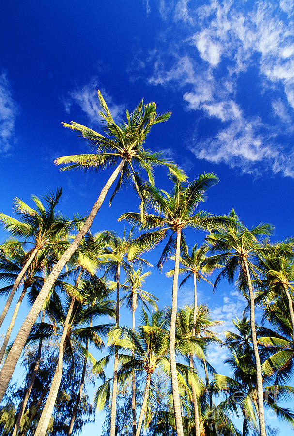 Palms And Blue Sky #1 Photograph by Carl Shaneff - Printscapes