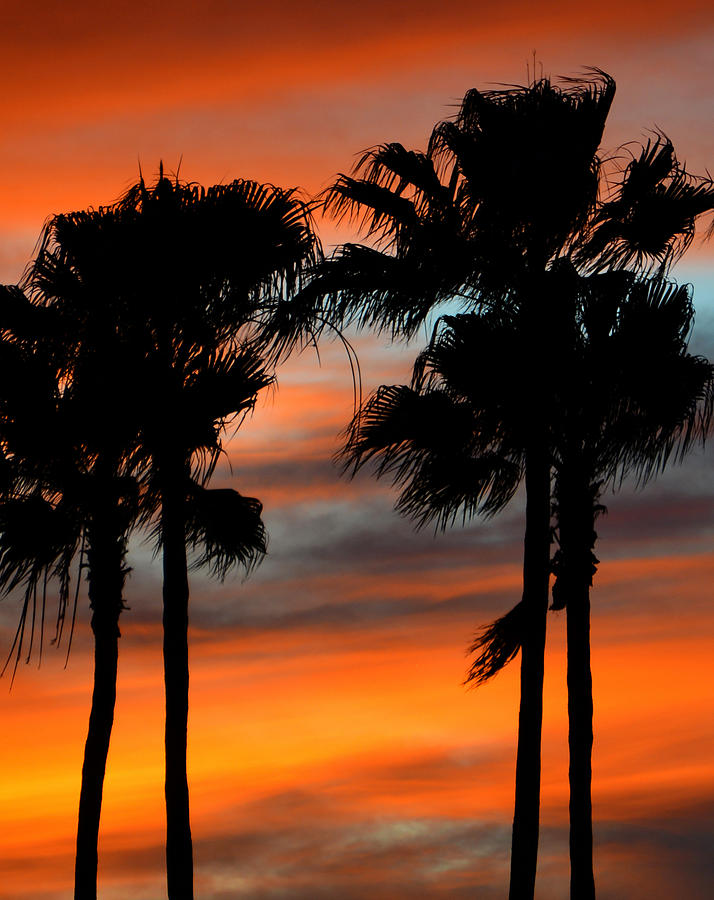 Palms at dusk #1 Photograph by David Lee Thompson