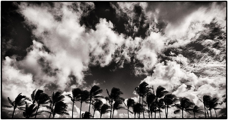 Palms Blowing in the Wind Photograph by Lawrence Knutsson