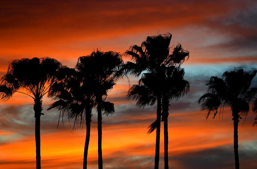Palmset #1 Photograph by David Lee Thompson