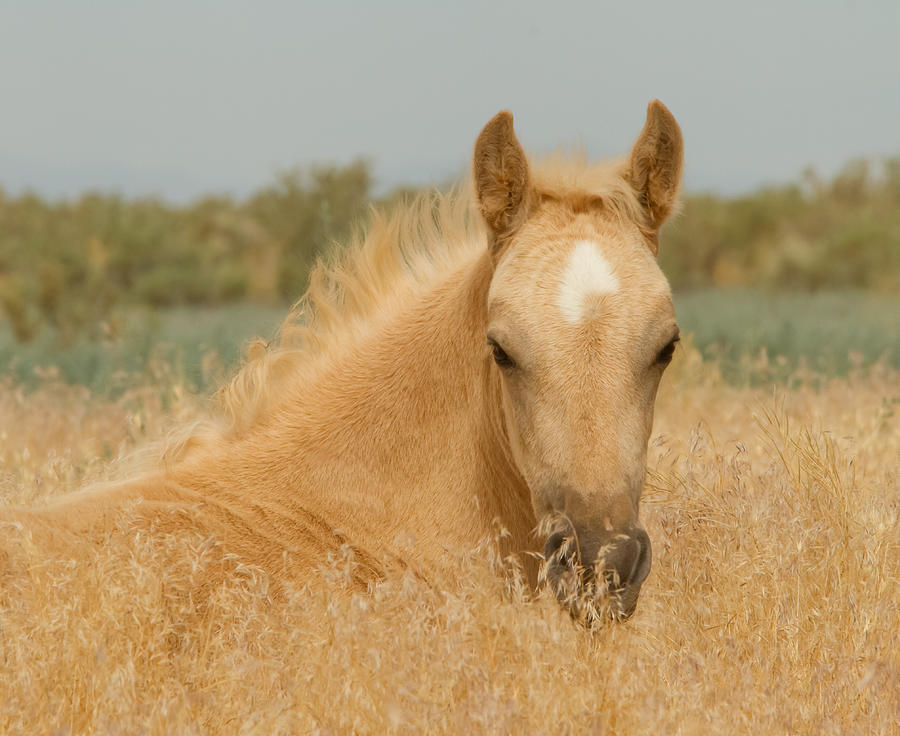 Palomino Filly Photograph by Kent Keller