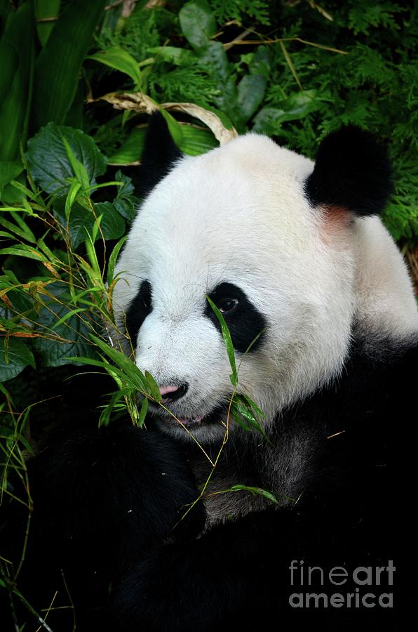Panda bear lies among foliage eating bamboo shoots #2 Photograph by Imran Ahmed