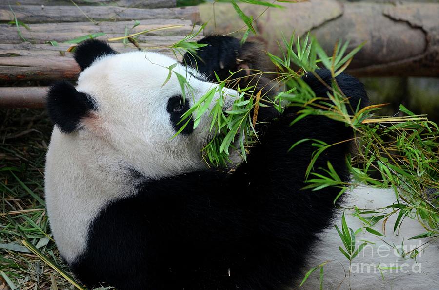 Panda bear lies on back and eats green bamboo shoot plants #2 Photograph by Imran Ahmed