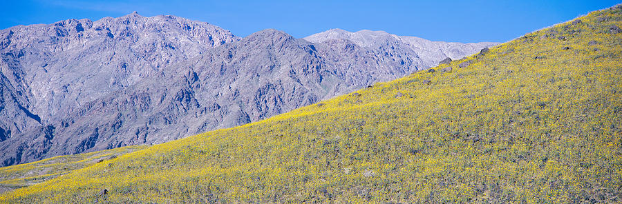 Death Valley National Park Photograph - Panoramic View Of Desert Gold Yellow #1 by Panoramic Images