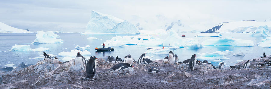 Nature Photograph - Panoramic View Of Gentoo Penguins #1 by Panoramic Images