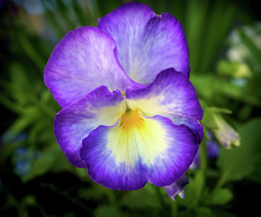 Pansy flower #1 Photograph by Lilia S