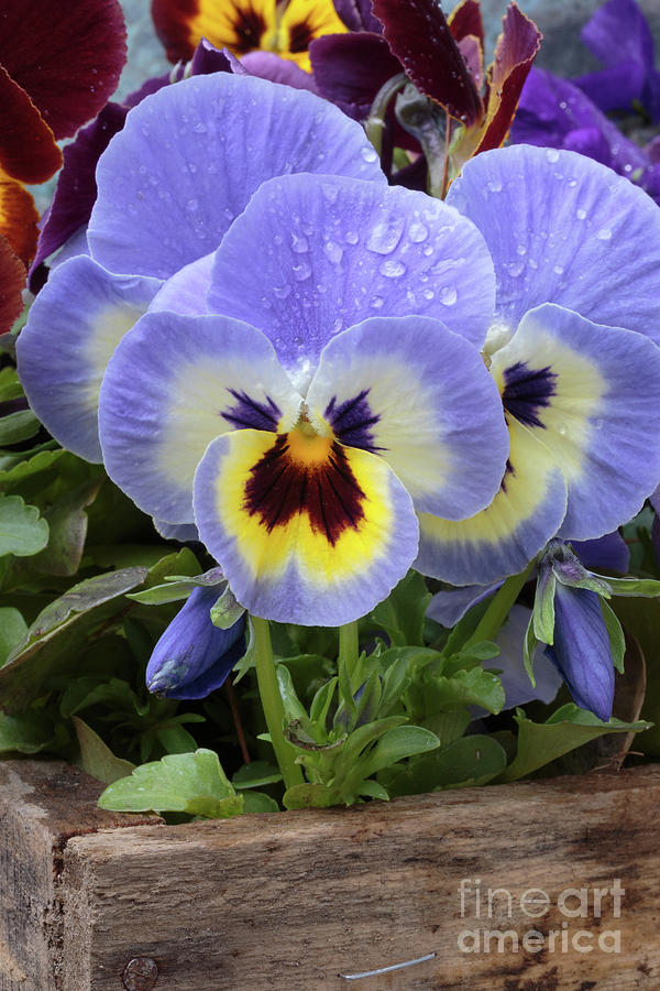Pansy Flowers #2 Photograph by Edward Fielding
