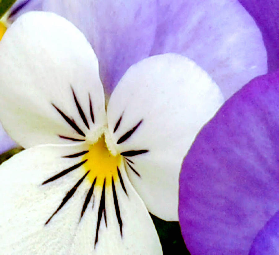 Pansy Spring Awakening In New Orleans Photograph