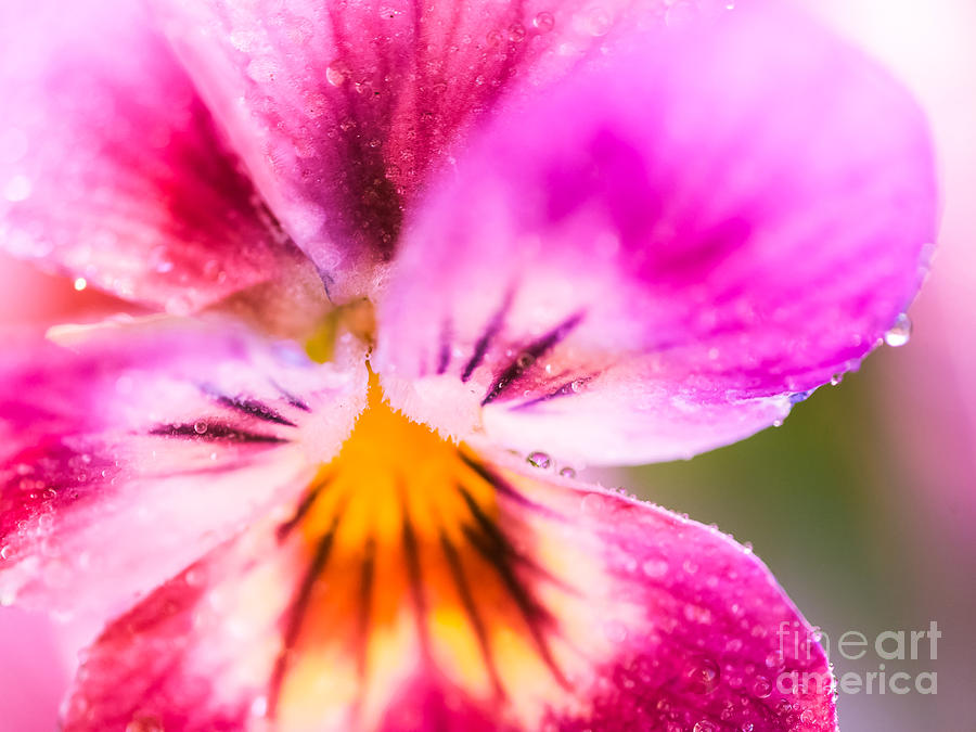 Spring Photograph - Pansy #1 by Wei-San Ooi