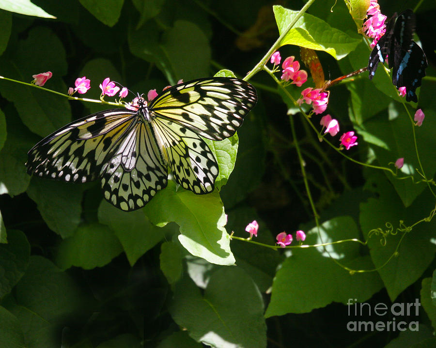 Paper Kite Butterfly Photograph by Crystal Garner - Fine Art America