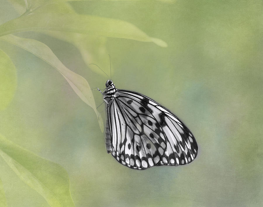 Butterfly Photograph - Paper Kite Butterfly #2 by Kim Hojnacki