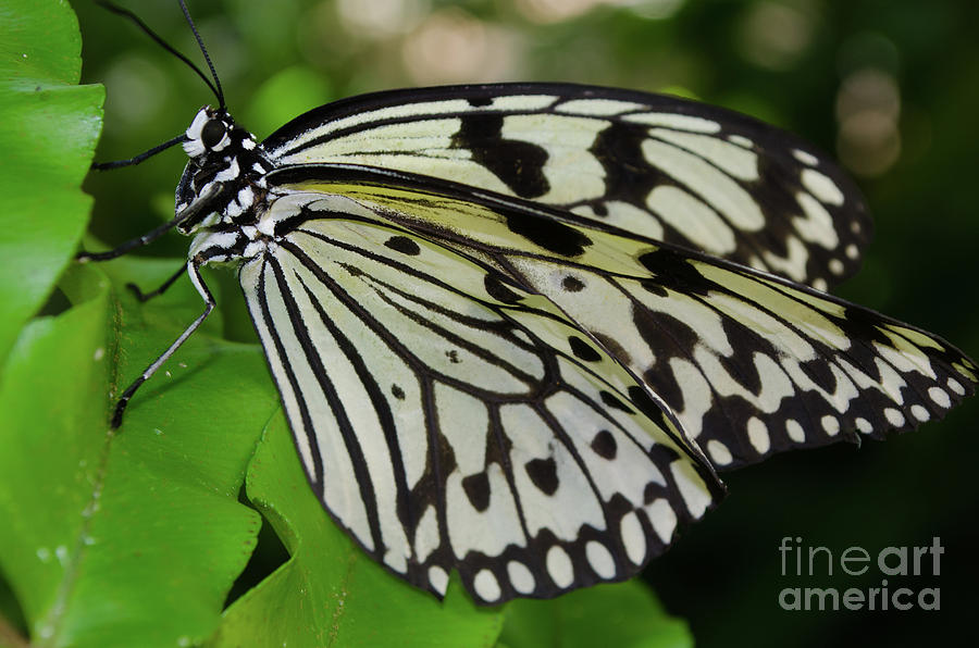 Paper Rice Butterfly Photograph