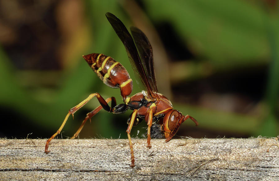 Paper Wasp #1 Photograph by Larah McElroy