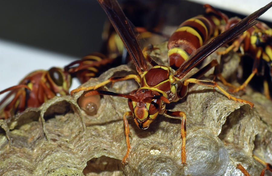 Paper Wasps #1 Photograph by Larah McElroy