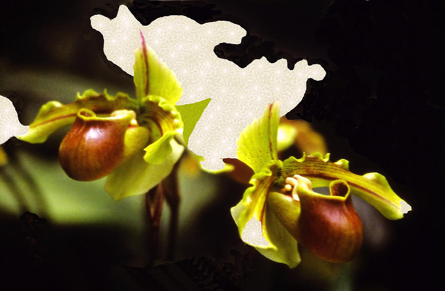 Paphiopedilum Orchid #1 Mixed Media by Rosalie Scanlon