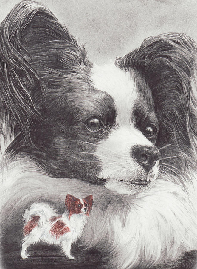 Papillon by Laurie McGinley Papillon by Laurie McGinley