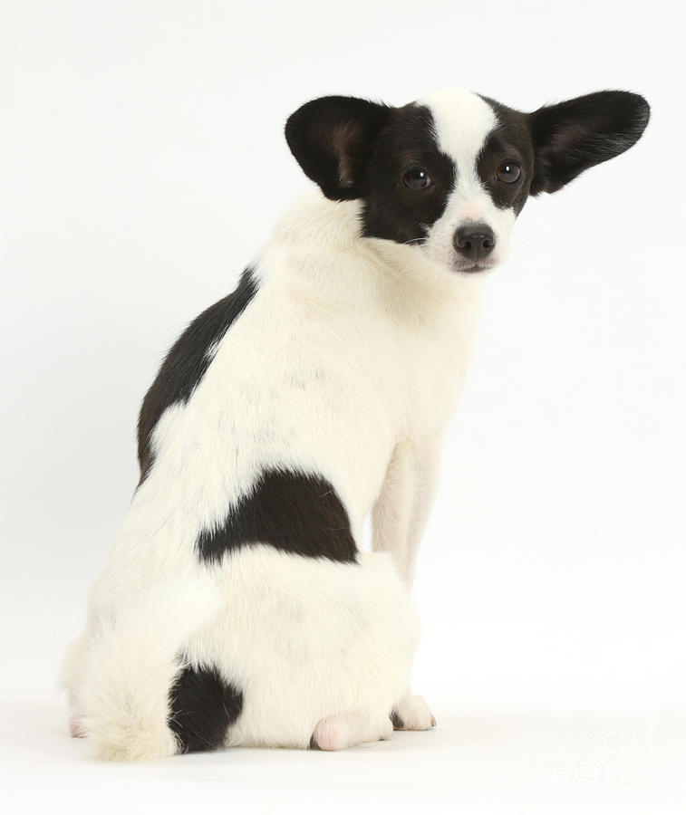 Papillon X Jack Russell Terrier Dog Photograph By Mark Taylor Fine