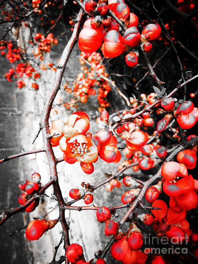 Paradise Apple blossom ochra #1 Photograph by Jarek Filipowicz