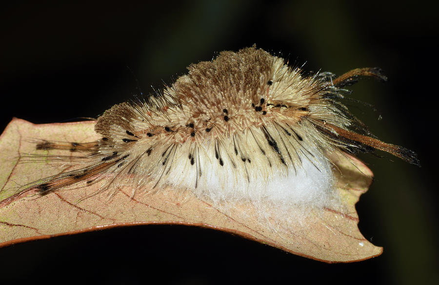 Parasitized Tussock Moth Caterpillar #1 Photograph by Larah McElroy