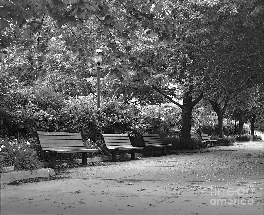 Park Benches #2 Photograph by Ken DePue