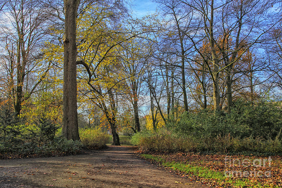 Park with colorful trees in autumn Photograph by Patricia Hofmeester