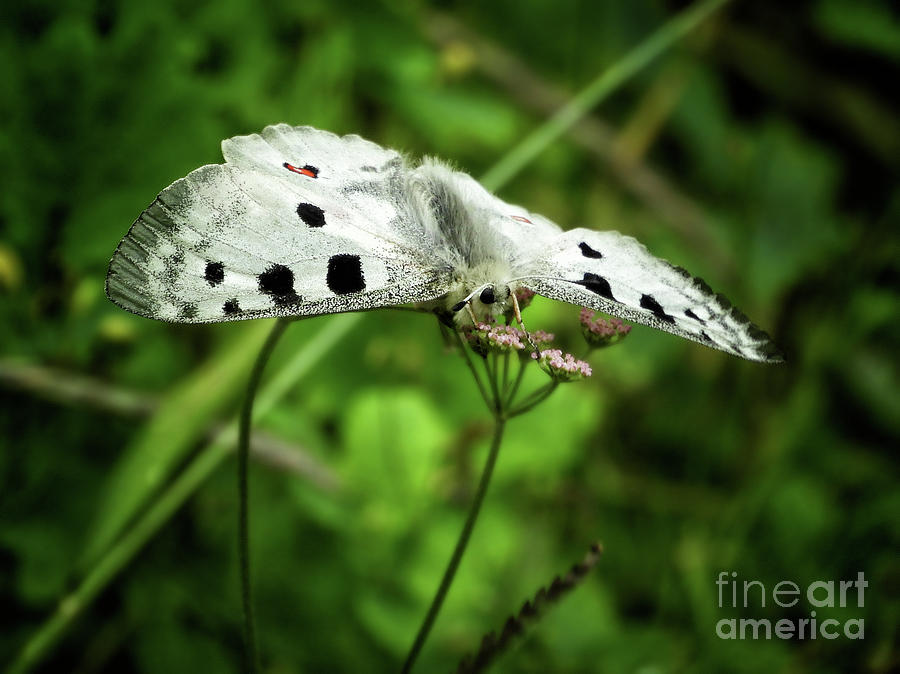 Parnassius Apollo Butterfly Photograph