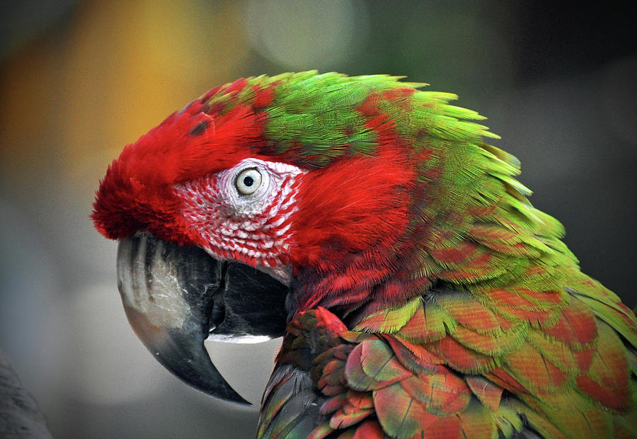 Parrot  #2 Photograph by Savannah Gibbs