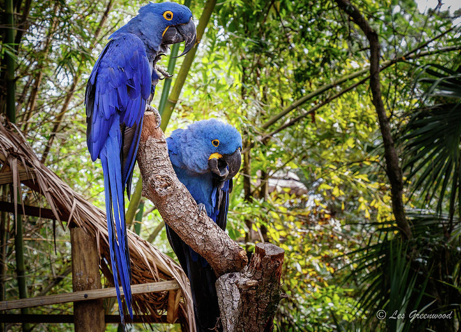 Parrots #1 Photograph by Les Greenwood