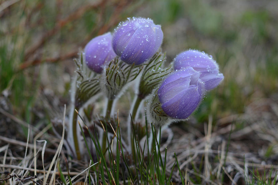 Pasque Flowers  #2 Photograph by Whispering Peaks Photography