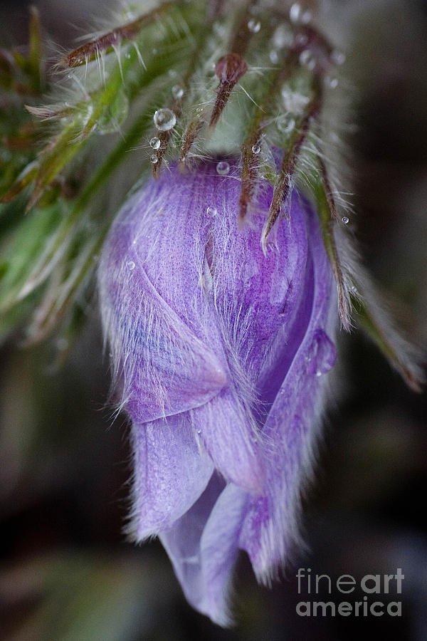 Pasqueflower Promise #1 Photograph by Katie LaSalle-Lowery