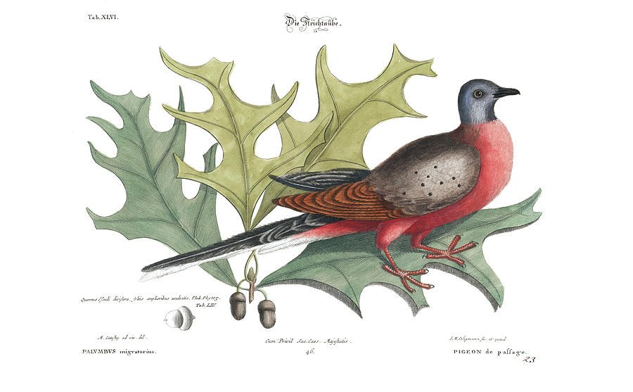 Passenger Pigeon And Red Oak Drawing