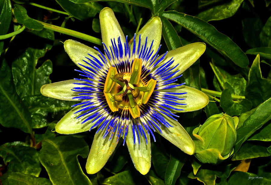 Floral Photograph - Passion Flower 004 #1 by George Bostian