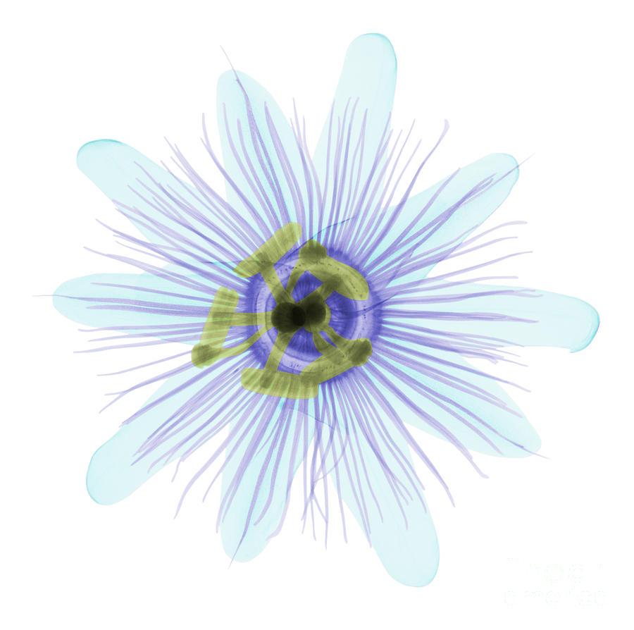 Passion Flower, X-ray #5 Photograph by Ted Kinsman