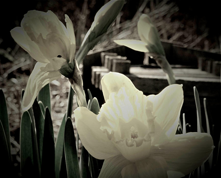 pastel daffodil by Amanda Balough pastel daffodil by Amanda Balough