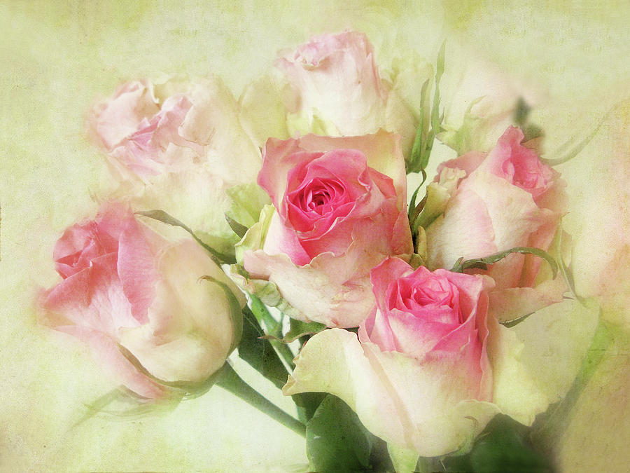 Pastel Roses #2 Photograph by Jessica Jenney