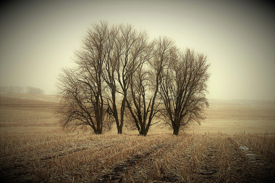 Pasture Trees Photograph