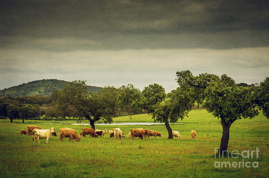 Pasturing Cows #1 Photograph by Carlos Caetano