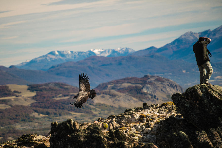 Patagonia Condor #1 Photograph by Walt Sterneman