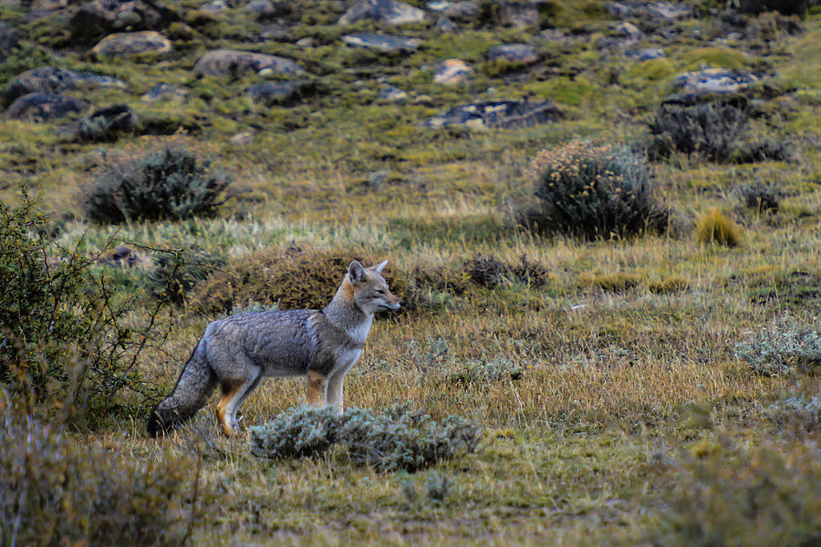 Patagonia Fox #1 Photograph by Walt Sterneman