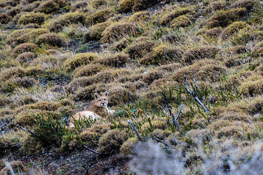 Patagonia Puma #1 Photograph by Walt Sterneman