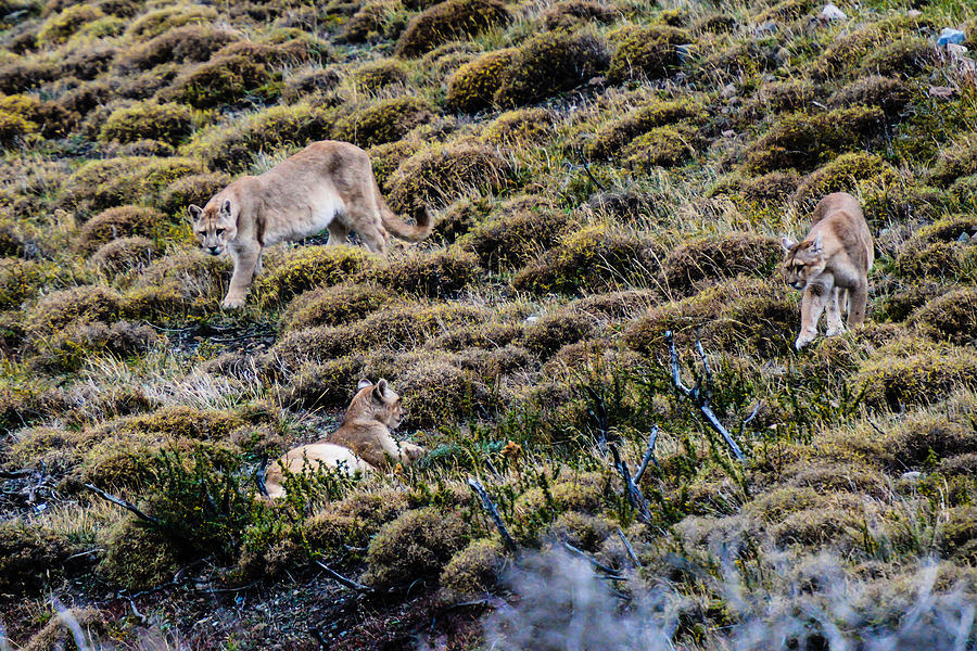 Patagonia Pumas #1 Photograph by Walt Sterneman