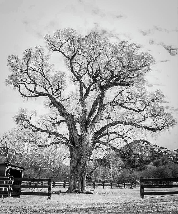 Patagonia Tree #2 Photograph by Teresa Wilson